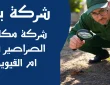 شركة مكافحة الصراصير في ام القيوين