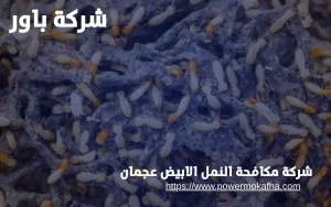شركة مكافحة النمل الابيض عجمان 5 مكافحة النمل الأبيض للفلل في عجمان