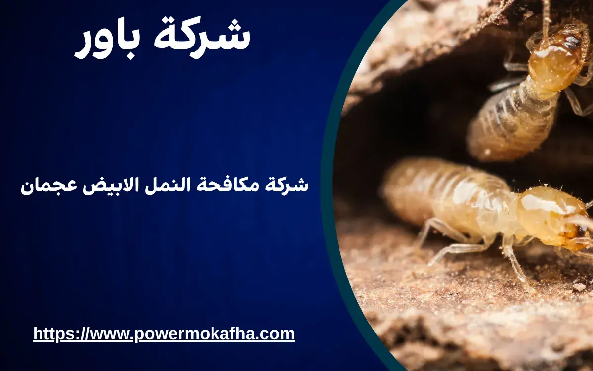 شركة مكافحة النمل الابيض عجمان 1 شركة مكافحة النمل الابيض عجمان