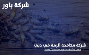 شركة مكافحة الرمة في دبي 3 طرق مكافحة الرمة المعتمدة في دبي