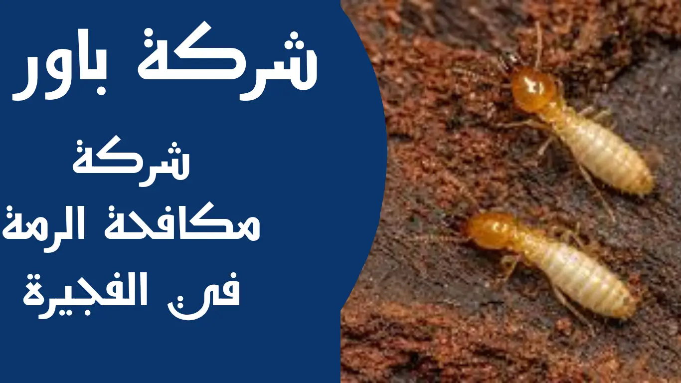 شركة مكافحة الرمة في الفجيرة 1 شركة مكافحة الرمة في الفجيرة