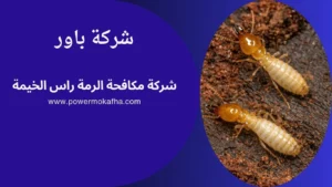 شركة مكافحة الرمة راس الخيمة 2 مكافحة زواحف راس الخيمة